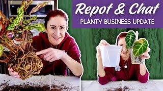Planty Business Update You've Been Waiting For | 3 Year Channel Anniversary Repot & Chat