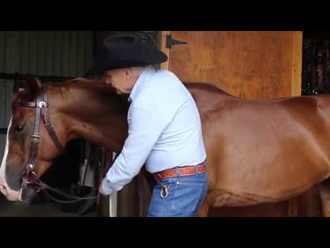 YouTube video about: How to measure horse reins?
