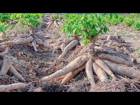 , title : 'Budidaya dan Pemanenan Singkong - Teknologi Pertanian (Cassava Cultivation and harvests)'