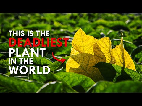 , title : 'This Plant Kills 8 Million People A Year'