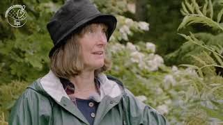 Hasselfors Garden - planterarduetttrad 240p