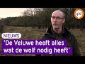 Steeds meer wolven op de Veluwe | Omroep Gelderland