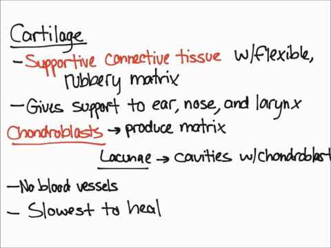 Chondroblast - Definition and Examples - Biology Online Dictionary