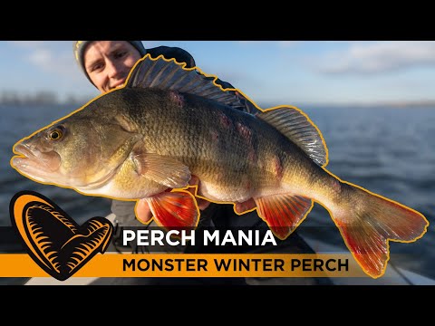 Perch Mania -  How to catch MONSTER PERCH during Winter #perch