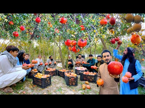 Tagab Anar - Granatapfel | Kapisa Afghanistan | Tagab Granatapfelgärten