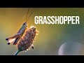 Grasshopper | Sound Effect (Copyright Free)