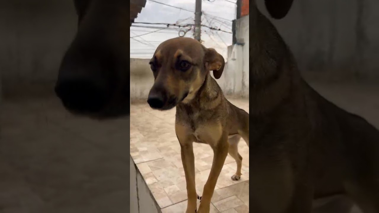 Cachorro raça SRD-ViraLata idade 7 a 11 meses nome Bisteca 