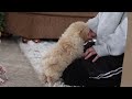 Maltipoo dogs for sale: Bodie - Video 1