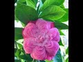 Azhakadalil Thediya Muthu Ft Selvi