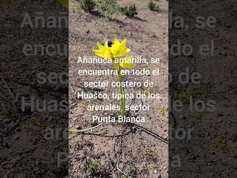 Desierto Florido 2026 | Huasco se llena de vida y color 🇨🇱 #Shorts