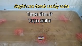 Download lagu Begini cara ternak cacing sutra tanpa airator tanpa aliran air mp3 Download lagu Begini cara ternak cacing sutra tanpa airator tanpa aliran air mp3