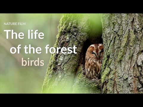 The life of the forest. Birds