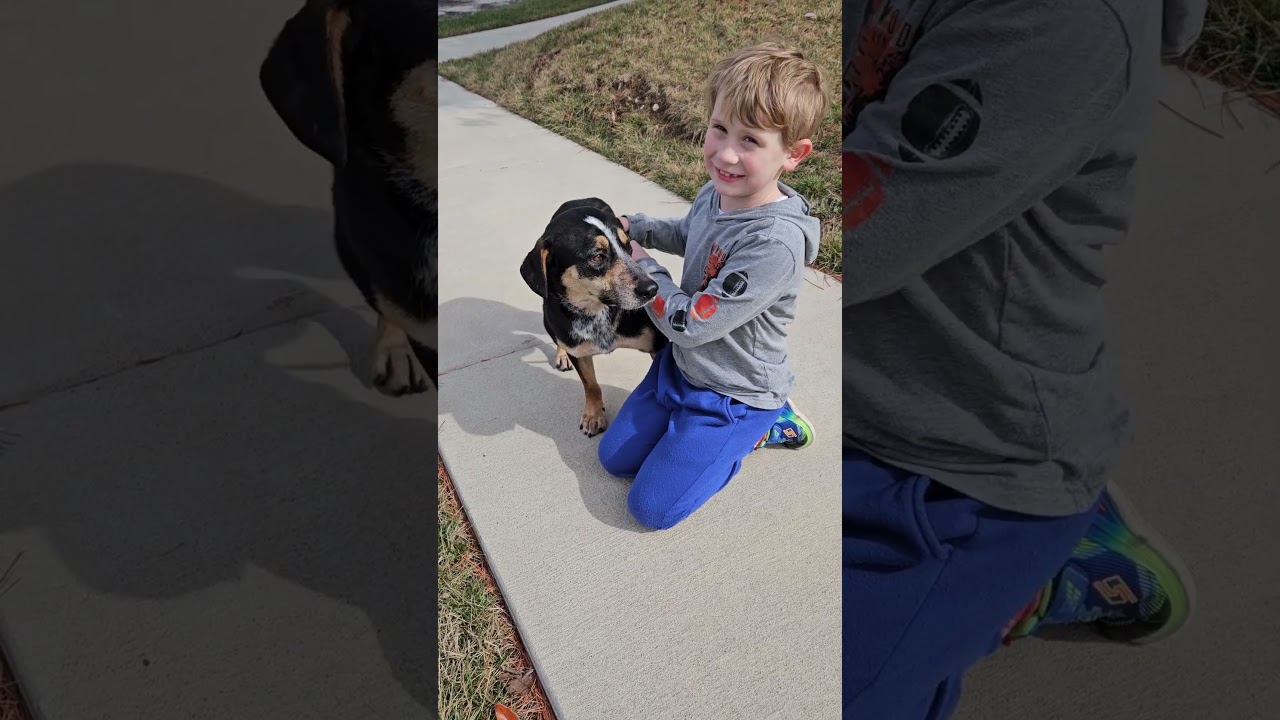 Yogi, an adopted mixed breed in Kansas City, MO video 5/5