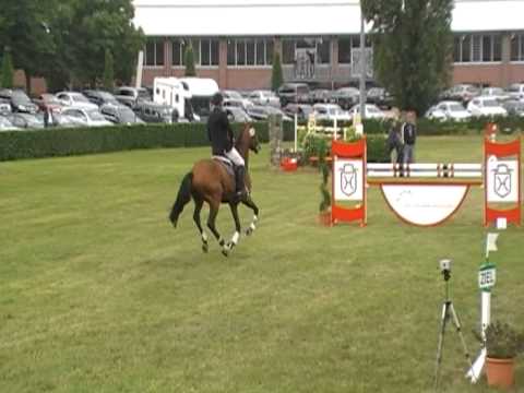 Quiwi Dream (Elmshorn 2011) Holstein , gekört