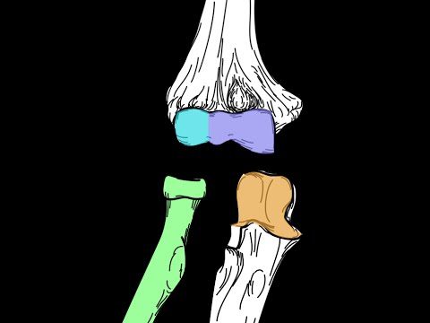 Elbow joint. Structure and actions
