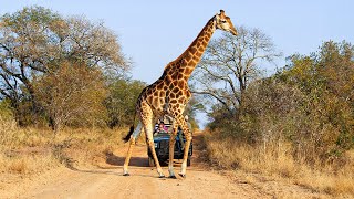 Unforgettable Wildlife Moments in African Safari | Our World
