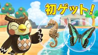 【あつまれ　どうぶつの森】虫取り魚釣り夏休み