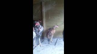 Naked Neck Game Fowl