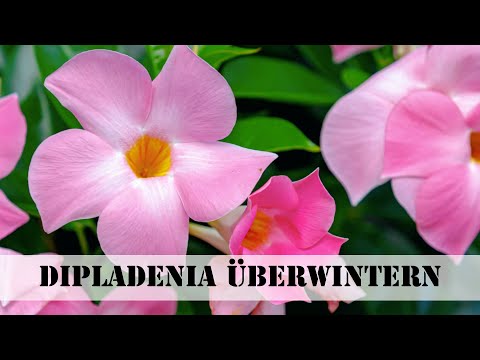 Dipladenia überwintern
