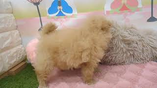 ハーフ犬の動画01