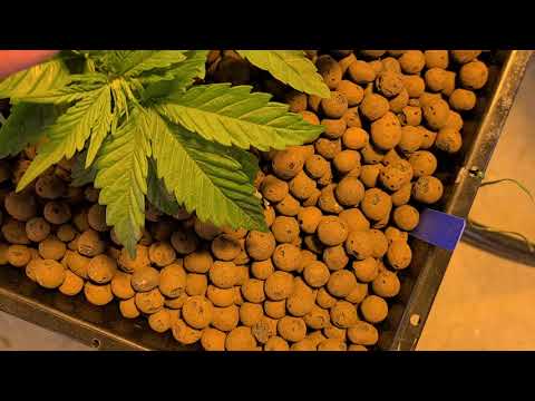 Growing majuana using a 55 gallon hydroponic system Day 19