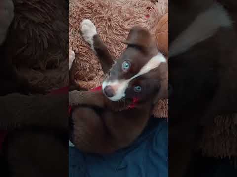 cachorro 🐶 Nova aurora, Paraná