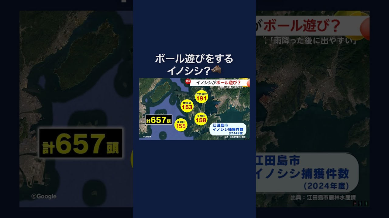 イノシシが小学校校庭でボール遊び？鼻で“ドリブル”も #shorts