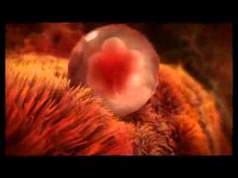 Neeye Neeye Naane Neeye [baby]