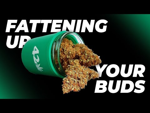 Fattening Up Your Buds For Your Best Harvest Yet