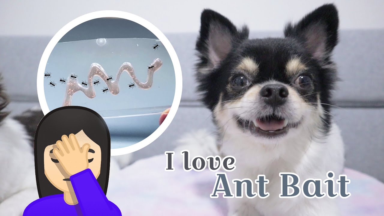 🐜 My Dog Ate The Ant Bait and Gave Me a Heart Attack