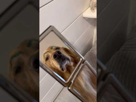 Never sleeping over at my dog’s house again… ￼