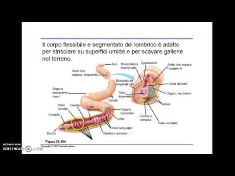 Arie una dignità di targa da vermi Intestini di sintomi di vermi