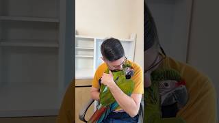 Is Cucumber a Permanent Flock Member?