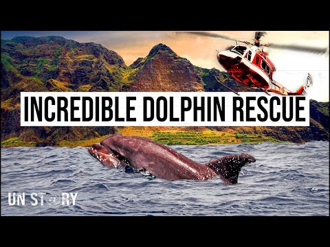 The Incredible Dolphin Airlift - Saved by a Helicopter! | United Nations
