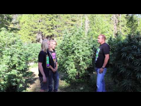 Outdoor Marijuana Water & Feeding Secrets (Candyland Pt 3)