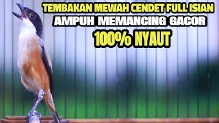 Download lagu BURUNG CENDET GACOR FULL TEMBAKAN MEWAH MATERI PANJANG AMPUH BUAT MASTERAN mp3