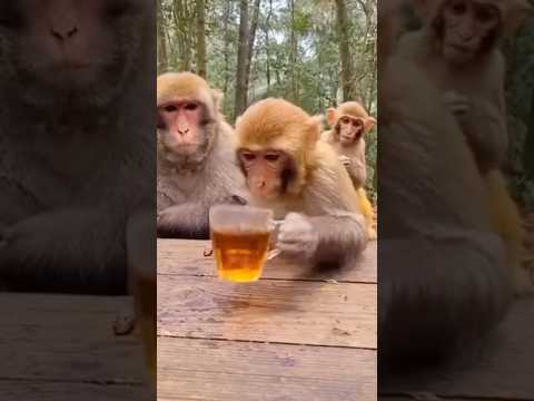 CRAZY Tea Smile 🐵 Monkey Can’t Stop Grinning After One Sip