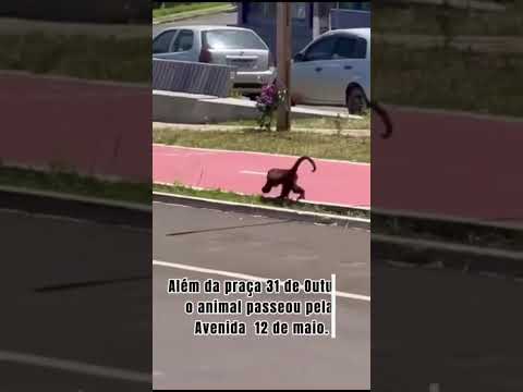 Bugio no centro de Turvo - PR