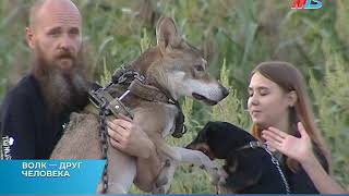 В одной из многоэтажек Краснооктябрьского района Волгограда поселился волк