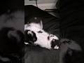 Cute Tuxedo Kittens Play Fight