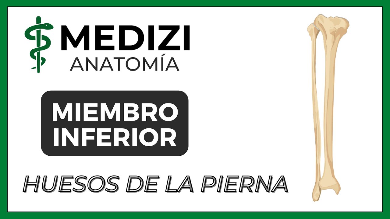 Anatomía de Miembro Inferior (MMII) - Tibia y Peroné - Rodilla [NUEVA VERSIÓN]