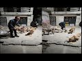 Street Dogs Ki Seva Aur Khane Deta Huva Video Shri Premanand Ji Ke Vacha Ke Anusaar Dogs Video