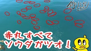 ソウダはまだまだ乱舞！新メンバーも加入！(*'▽')【釣りっぱり】