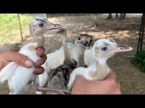 Nandu pampový (Rhea americana) — chov, ustajnenie a úžitkovosť