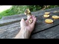 Chipmunks Eating Peanuts From My Hand