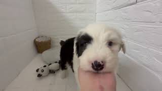 オールドイングリッシュ・シープドッグの動画01