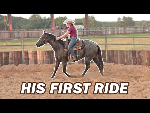 Your horse's FIRST RIDE (7 Easy Steps)