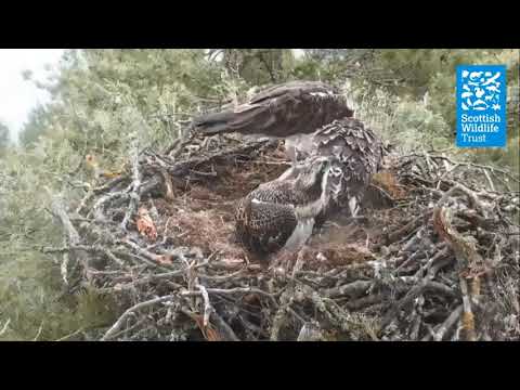 Osprey chicks feeding at six weeks old