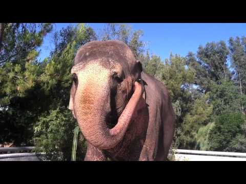 Call Me Maybe parody with Elephants
