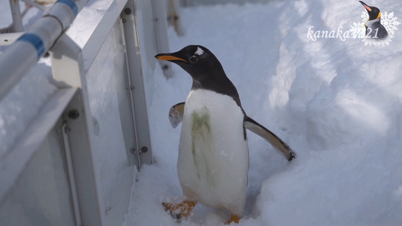 旭山動物園 やっぱりトボガン広場が好きな仔ペンギン